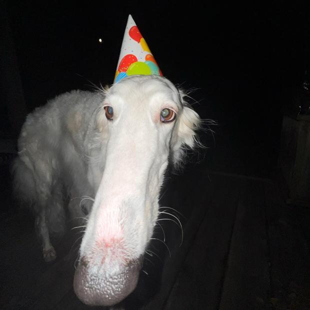 Povestea cățelușei cu cel mai lung bot din lume. Stăpânii spun că Lapsha era specială încă de mică 860222