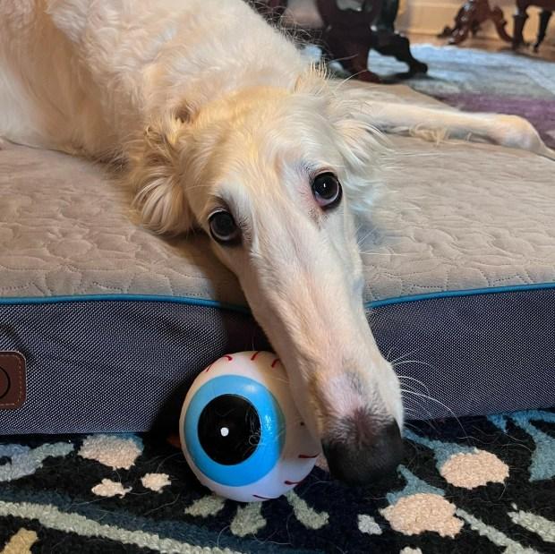 Povestea cățelușei cu cel mai lung bot din lume. Stăpânii spun că Lapsha era specială încă de mică 860223