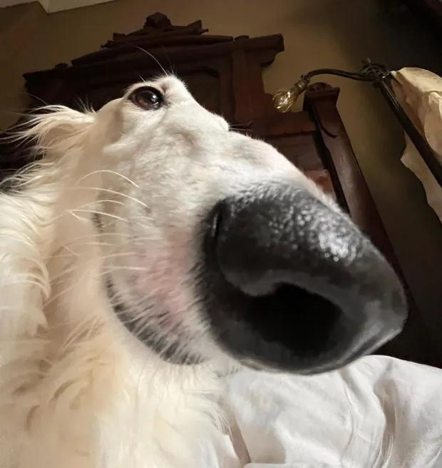 Povestea cățelușei cu cel mai lung bot din lume. Stăpânii spun că Lapsha era specială încă de mică 860224