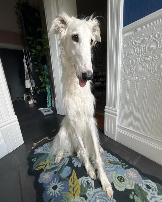 Povestea cățelușei cu cel mai lung bot din lume. Stăpânii spun că Lapsha era specială încă de mică 860225