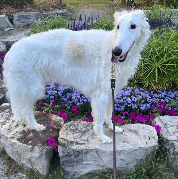 Povestea cățelușei cu cel mai lung bot din lume. Stăpânii spun că Lapsha era specială încă de mică 860226