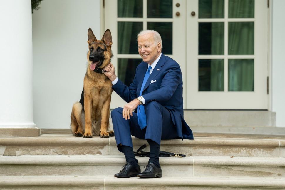 Ce soartă îl așteaptă pe Commander, câinele lui Joe Biden, după ce a mușcat a 11-a oară un agent Secret Service 860289