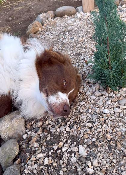 ”O scenă sfâșietoare”. Un câine plânge la mormântul prietenei sale de joacă. De mai bine de o săptămână, o așteaptă să se întoarcă 860388