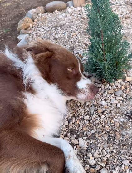 ”O scenă sfâșietoare”. Un câine plânge la mormântul prietenei sale de joacă. De mai bine de o săptămână, o așteaptă să se întoarcă 860389