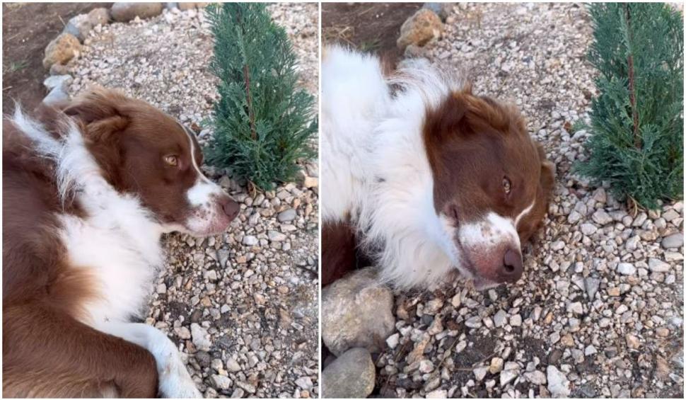 ”O scenă sfâșietoare”. Un câine plânge la mormântul prietenei sale de joacă. De mai bine de o săptămână, o așteaptă să se întoarcă 860391