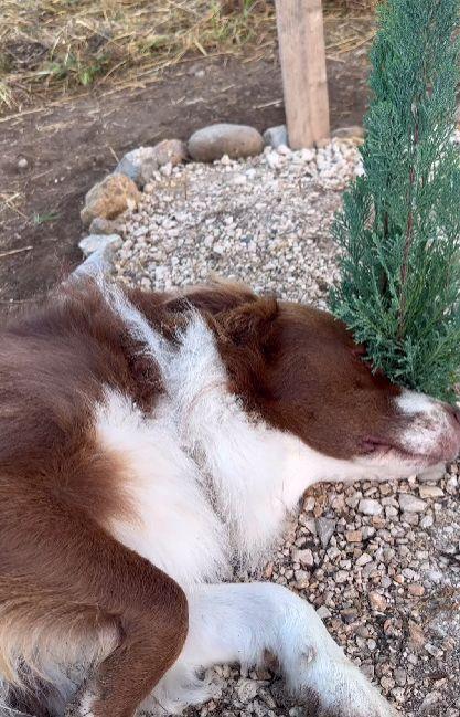 ”O scenă sfâșietoare”. Un câine plânge la mormântul prietenei sale de joacă. De mai bine de o săptămână, o așteaptă să se întoarcă 860392