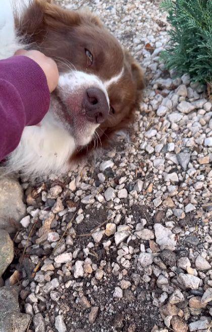 ”O scenă sfâșietoare”. Un câine plânge la mormântul prietenei sale de joacă. De mai bine de o săptămână, o așteaptă să se întoarcă 860393