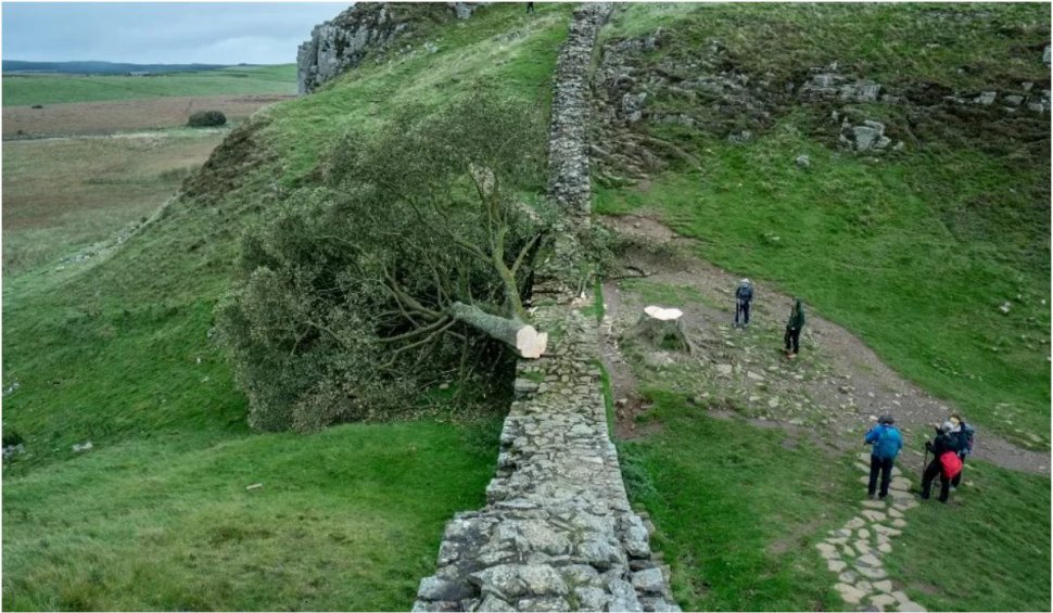 "Copacul lui Robin Hood", un arbore bătrân de aproape 200 de ani, simbol în Marea Britanie, a fost tăiat de un adolescent
