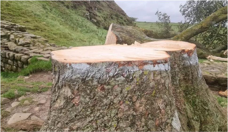 "Copacul lui Robin Hood", un arbore bătrân de aproape 200 de ani, simbol în Marea Britanie, a fost tăiat de un adolescent 860547