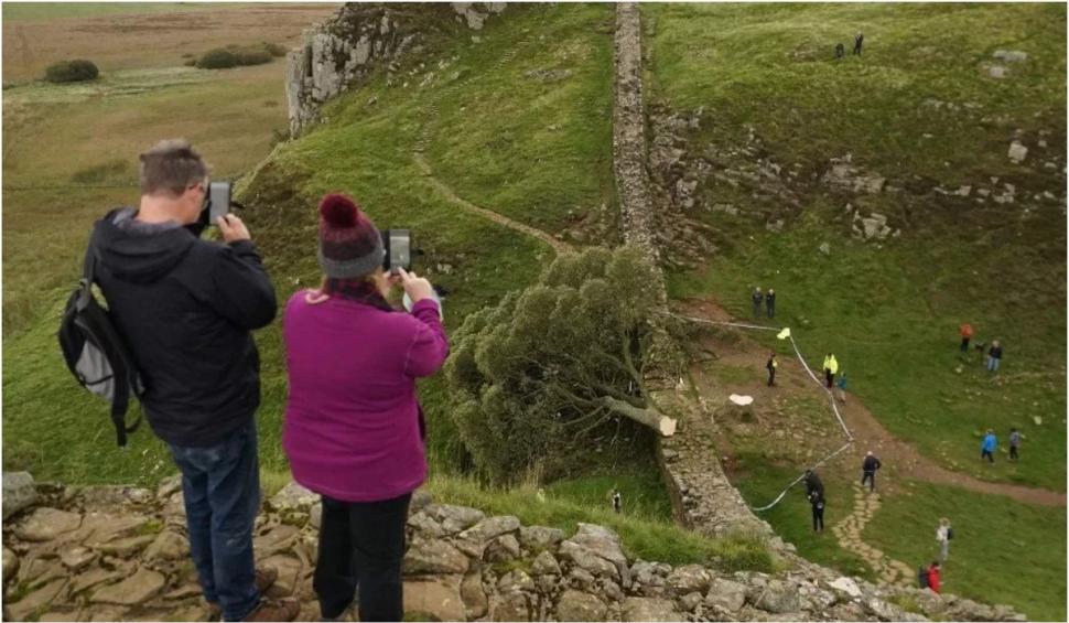 "Copacul lui Robin Hood", un arbore bătrân de aproape 200 de ani, simbol în Marea Britanie, a fost tăiat de un adolescent 860548