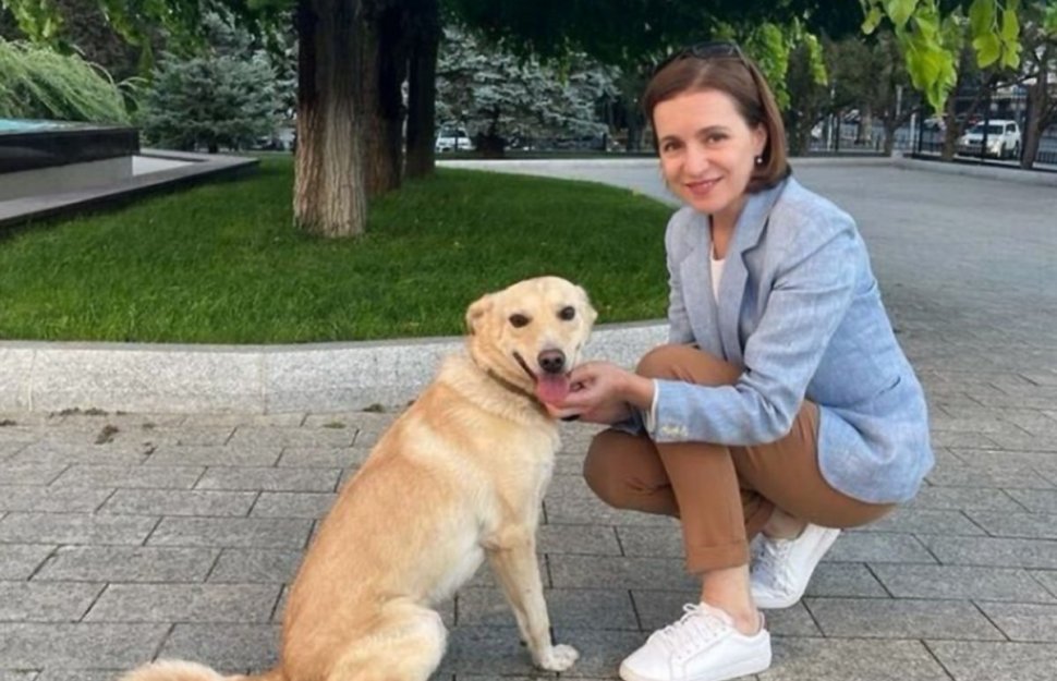 Maia Sandu a adoptat un câine lovit de o mașină: "Codruț face parte din echipa noastră de la Președinție"