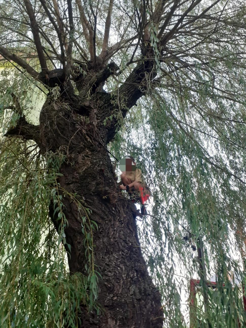 El este Patrik, copilul salvat de pompieri după ce s-a urcat într-un copac din fața blocului și nu a mai putut coborî, în Hunedoara 860605