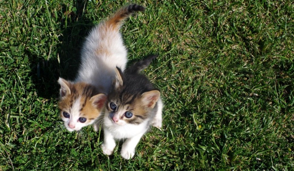 Mii de pisici comunitare pot fi sterilizate gratuit în București. "Primul venit, primul servit"