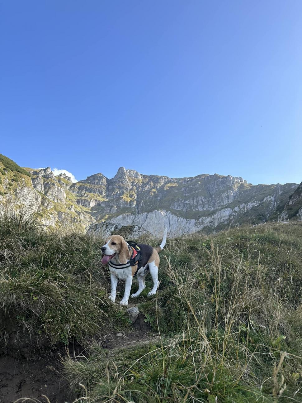 Povestea impresionantă a lui Ozzy, câinele dispărut în Munţii Bucegi: "Au fost oameni care și-au luat concediu" 860771