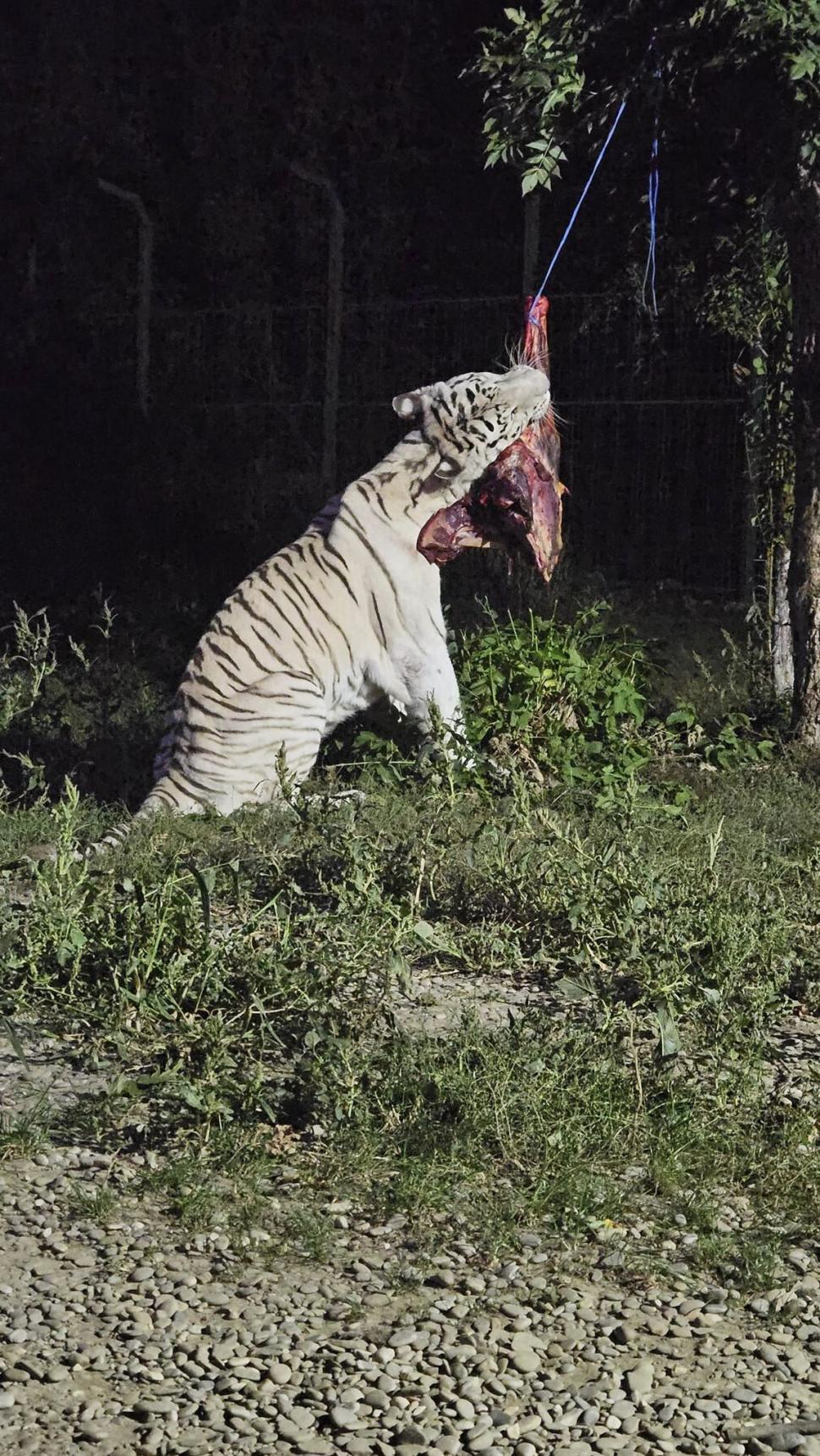 Peste 5.000 de oameni au venit noaptea la grădina zoologică de lângă Ploieşti. Vizitatorii au avut parte de o experienţă inedită 860947