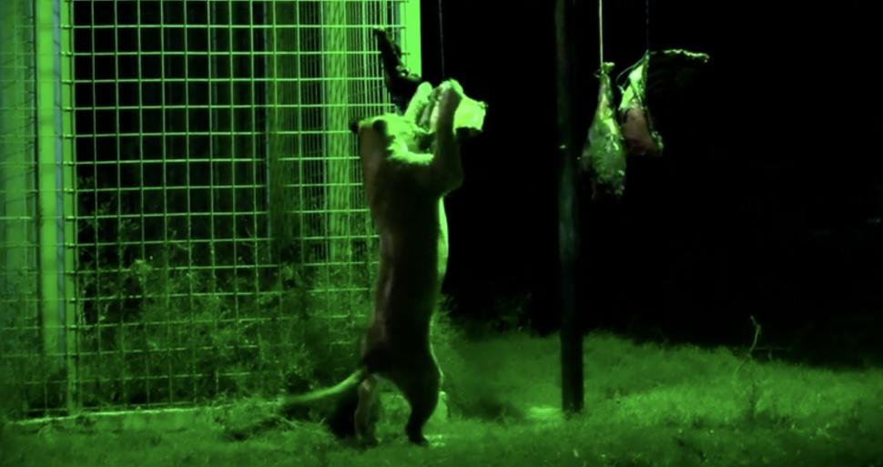 Peste 5.000 de oameni au venit noaptea la grădina zoologică de lângă Ploieşti. Vizitatorii au avut parte de o experienţă inedită 860952