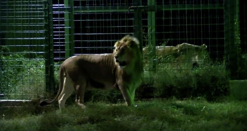Peste 5.000 de oameni au venit noaptea la grădina zoologică de lângă Ploieşti. Vizitatorii au avut parte de o experienţă inedită 860953