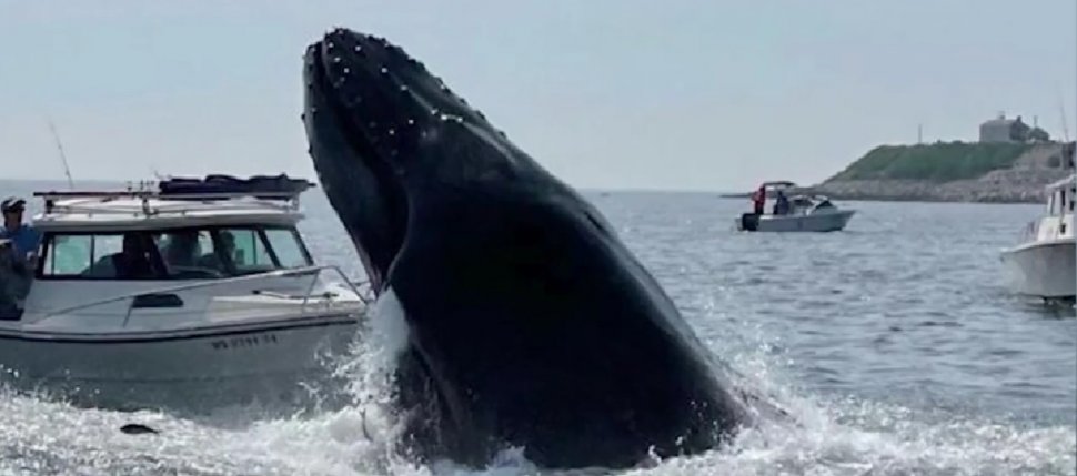 Un bărbat a murit după ce barca în care se afla a fost lovită de o balenă. "Un accident absolut ciudat"