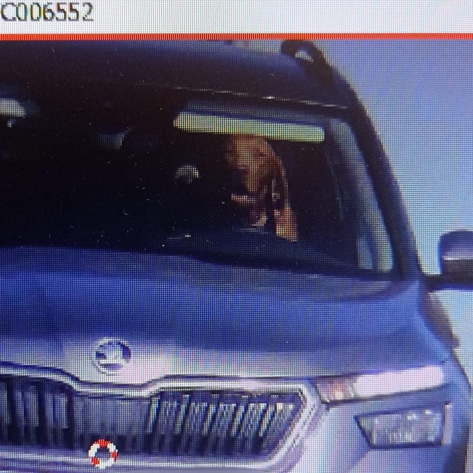 Un câine a fost surprins de radar la volanul unei mașini. Vehiculul a depășit limita de viteză 861136
