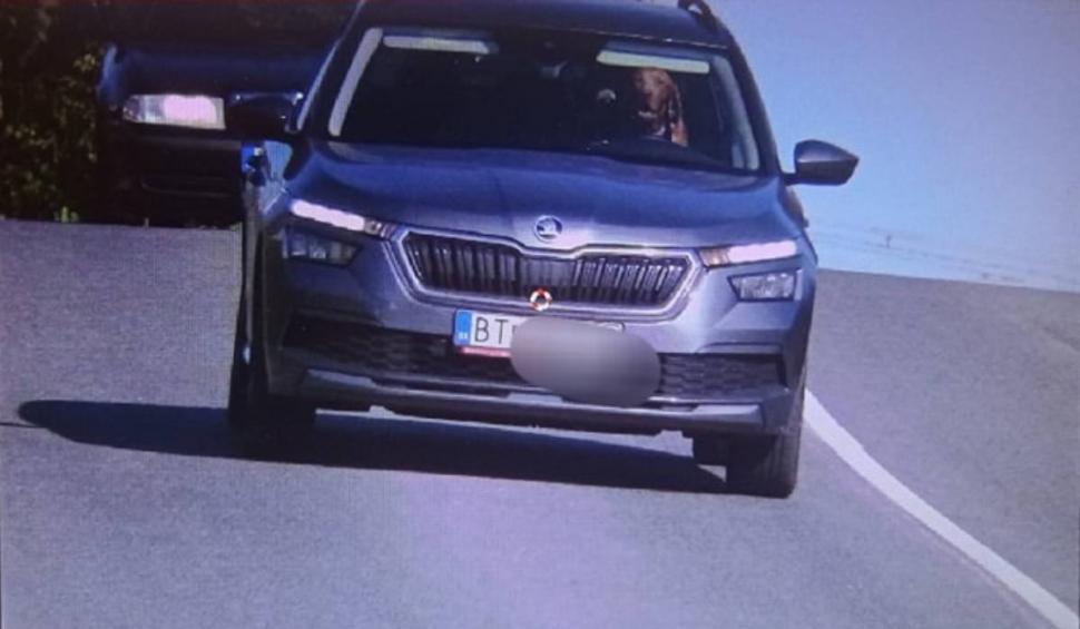 Un câine a fost surprins de radar la volanul unei mașini. Vehiculul a depășit limita de viteză 861137