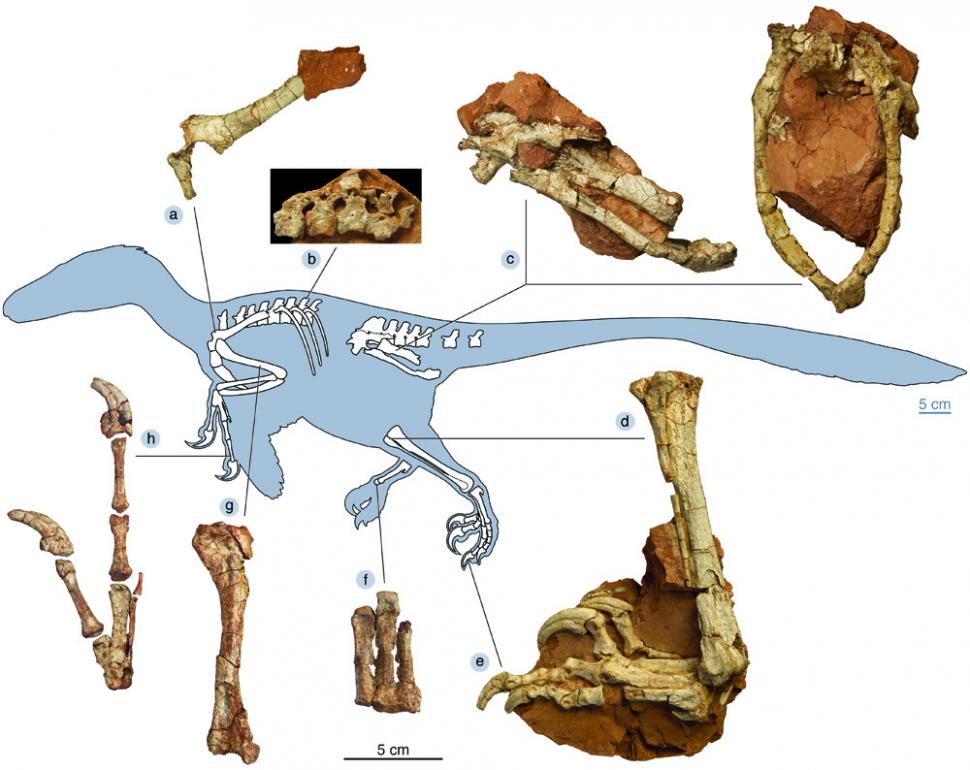 El este Balaurul bondoc, dinozaurul românesc descoperit în Alba. "Un amestec hibrid dintre o puică uriașă și un pitbull" 861330