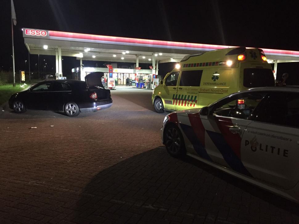 Român arestat în Olanda, după ce a fost prins în portbagaj cu o oaie furată de la grădina zoologică 861349