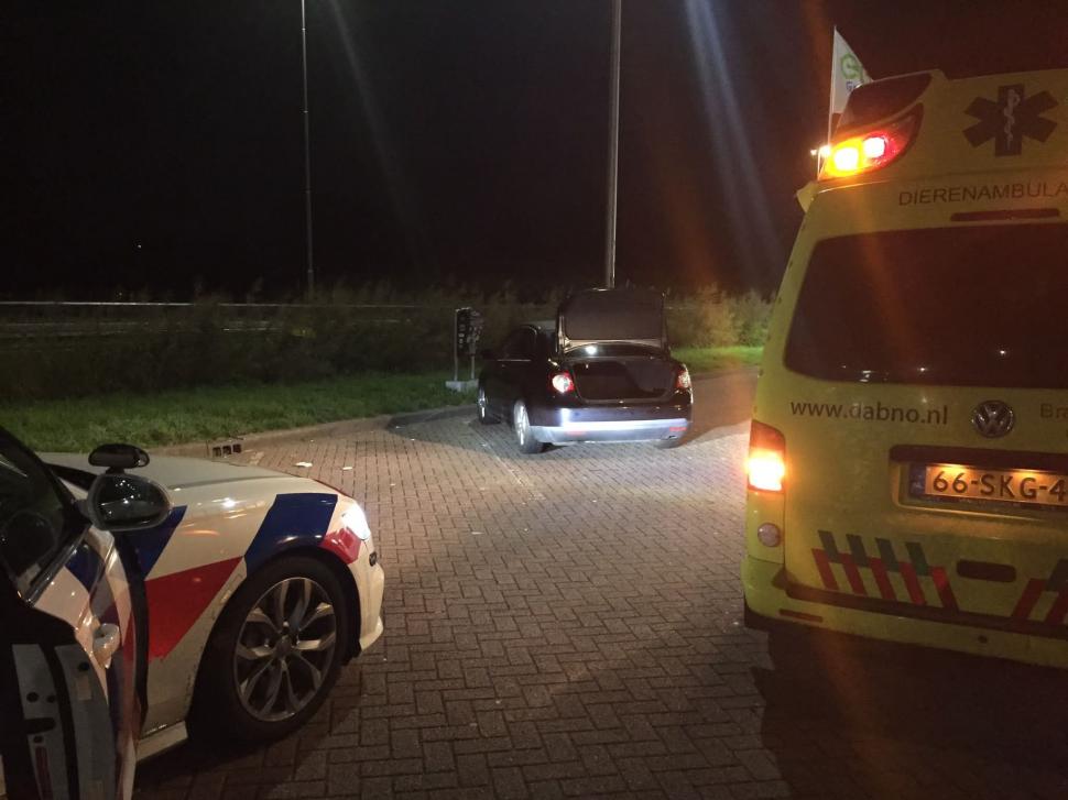 Român arestat în Olanda, după ce a fost prins în portbagaj cu o oaie furată de la grădina zoologică 861350