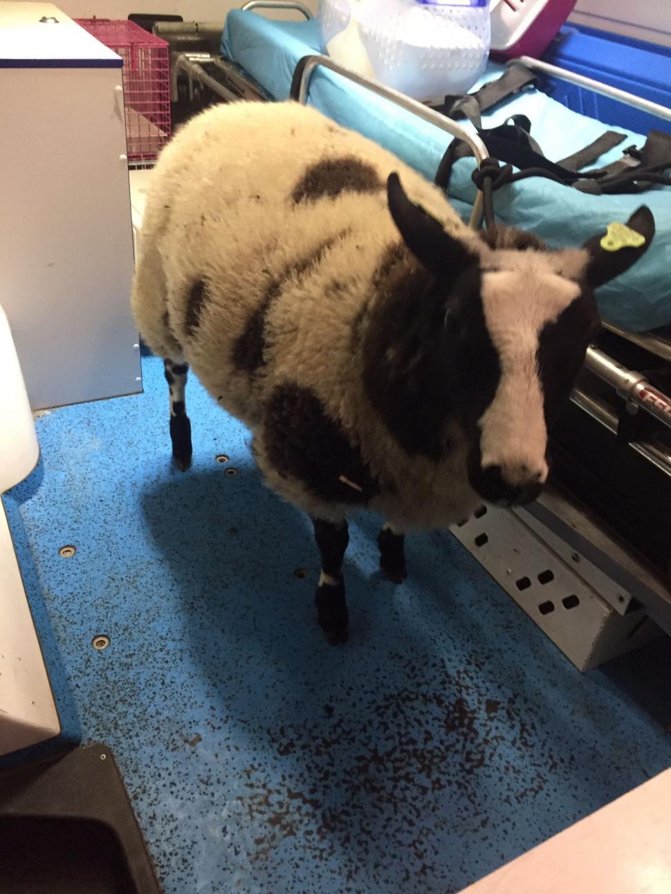 Român arestat în Olanda, după ce a fost prins în portbagaj cu o oaie furată de la grădina zoologică 861353