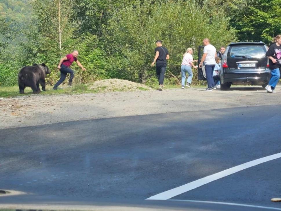 Turiști români, la un pas să fie sfâșiați de un urs, pe Transfăgărășan. Și-au dus copiii să își facă poze cu animalul 861250