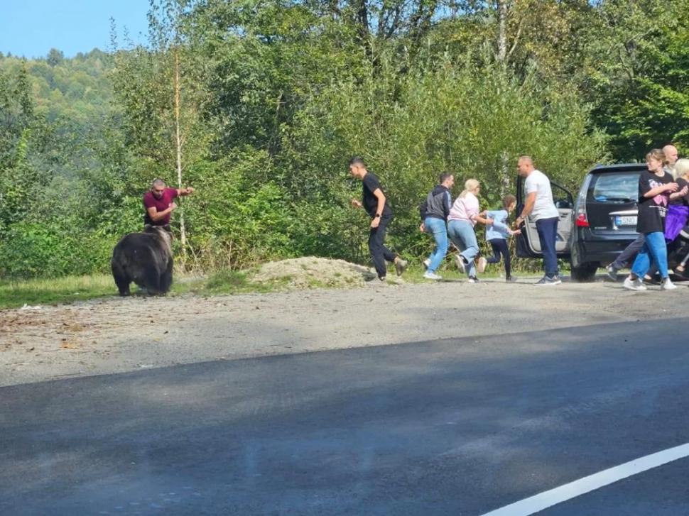 Turiști români, la un pas să fie sfâșiați de un urs, pe Transfăgărășan. Și-au dus copiii să își facă poze cu animalul 861251