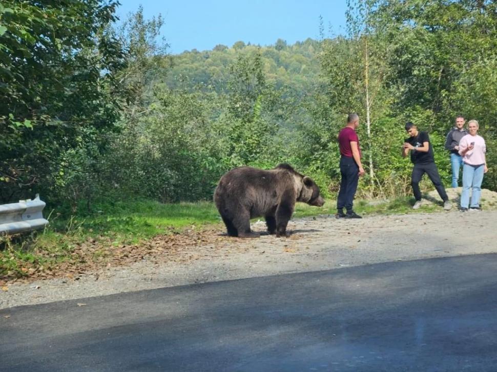 Turiști români, la un pas să fie sfâșiați de un urs, pe Transfăgărășan. Și-au dus copiii să își facă poze cu animalul 861252