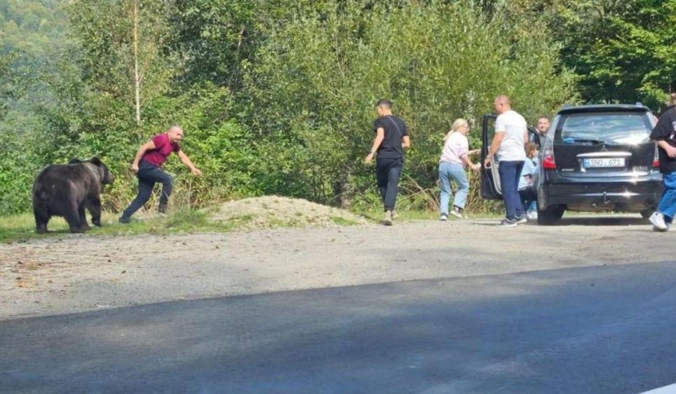 Turiști români, la un pas să fie sfâșiați de un urs, pe Transfăgărășan. Și-au dus copiii să își facă poze cu animalul 861253