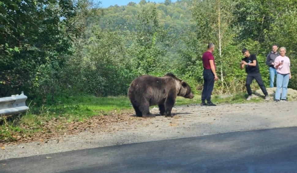 Turiști români, la un pas să fie sfâșiați de un urs, pe Transfăgărășan. Și-au dus copiii să își facă poze cu animalul