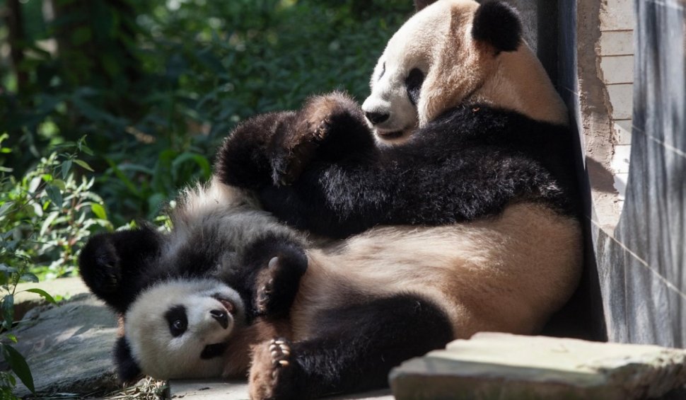 SUA și China se ceartă pe urșii Panda. Beijingul își cere înapoi animalele aflate într-o grădină zoologică din Washington