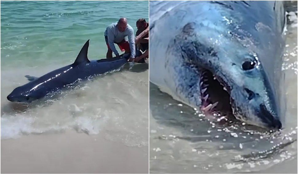 "Iubitule, uite-i dinții uriași!": Rechin salvat de mai mulți oameni pe o plajă. Imaginile au ajuns virale pe internet