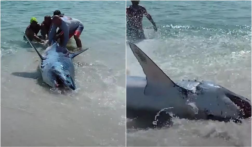"Iubitule, uite-i dinții uriași!": Rechin salvat de mai mulți oameni pe o plajă. Imaginile au ajuns virale pe internet 861835