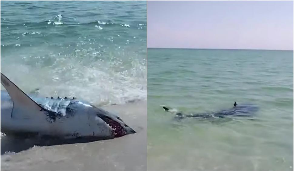 "Iubitule, uite-i dinții uriași!": Rechin salvat de mai mulți oameni pe o plajă. Imaginile au ajuns virale pe internet 861836