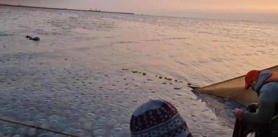 Invazie de meduze uriașe în zona Agigea. Imaginile spectaculoase au ajuns virale pe internet 861679