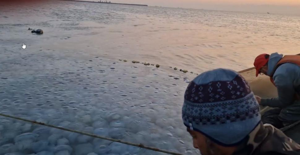 Invazie de meduze uriașe în zona Agigea. Imaginile spectaculoase au ajuns virale pe internet 861680