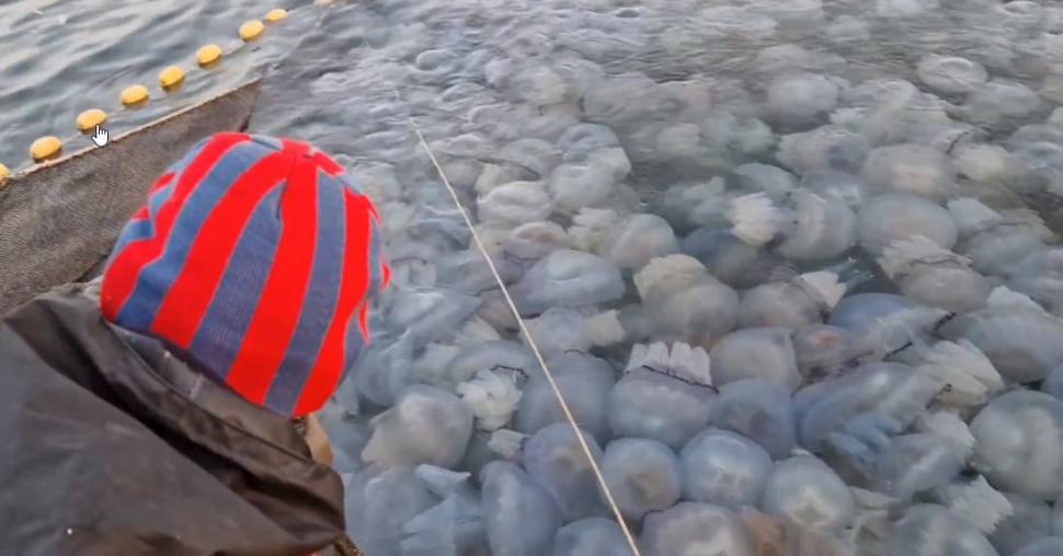 Invazie de meduze uriașe în zona Agigea. Imaginile spectaculoase au ajuns virale pe internet 861681