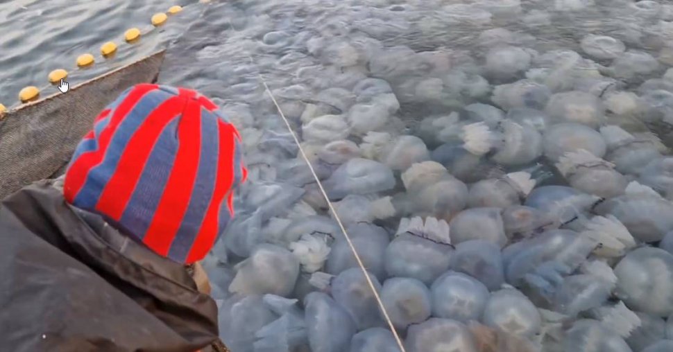 Invazie de meduze uriașe în zona Agigea. Imaginile spectaculoase au ajuns virale pe internet