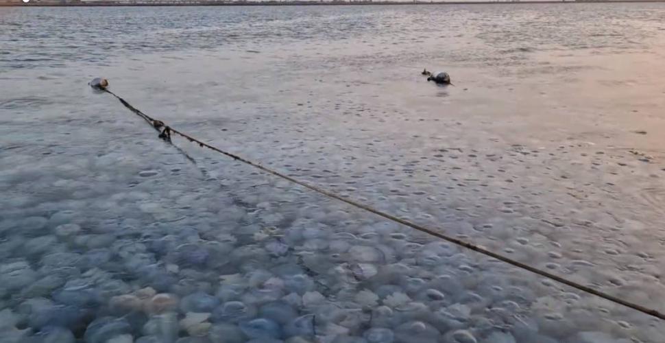 Invazie de meduze uriașe în zona Agigea. Imaginile spectaculoase au ajuns virale pe internet 861682