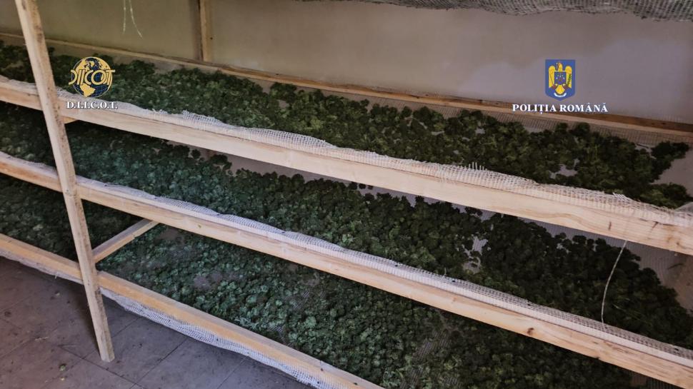Plantație de cannabis, descoperită în județul Timiș. Avea sistem de irigație pe 4.000 de metri pătraţi și supraveghere video 862114