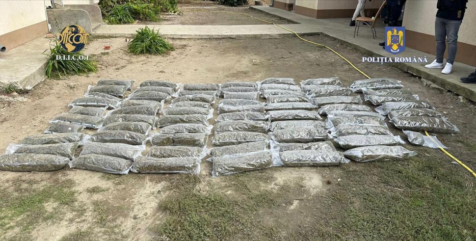 Plantație de cannabis, descoperită în județul Timiș. Avea sistem de irigație pe 4.000 de metri pătraţi și supraveghere video 862115