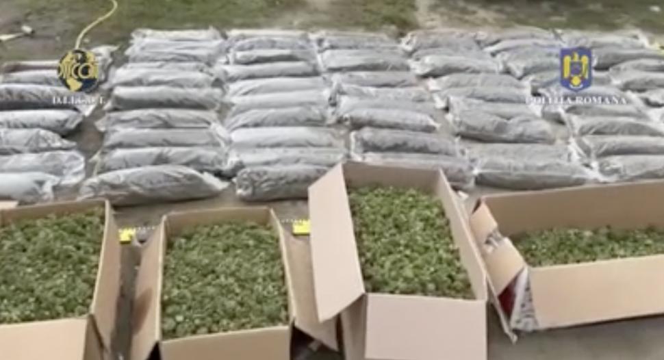 Surse: Liderul plantației de cannabis, descoperită în județul Timiș, era fiul fostului lider de sindicat al Apelor Române 862209