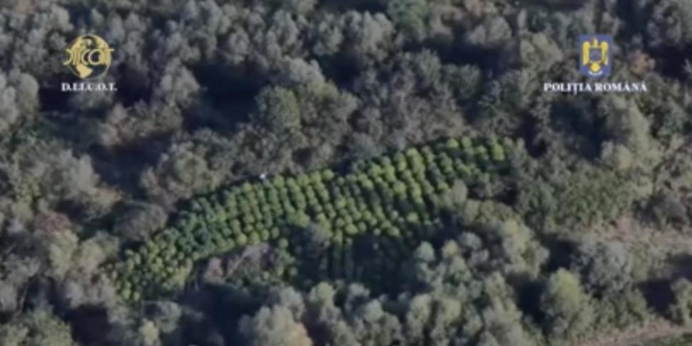 Surse: Liderul plantației de cannabis, descoperită în județul Timiș, era fiul fostului lider de sindicat al Apelor Române 862210