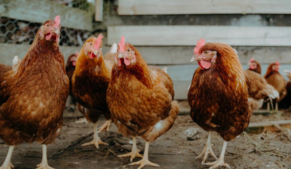 ADN-ul găinilor, modificat de oamenii de știință pentru a reduce răspândirea gripei aviare