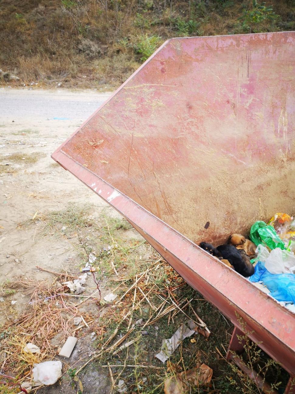 Gestul înduioșător al unui om sărman: Domnul Dănuț a salvat opt cățeluși aruncați la o ghenă de gunoi din Galați | "Trăiește într-o casă modestă"  863325