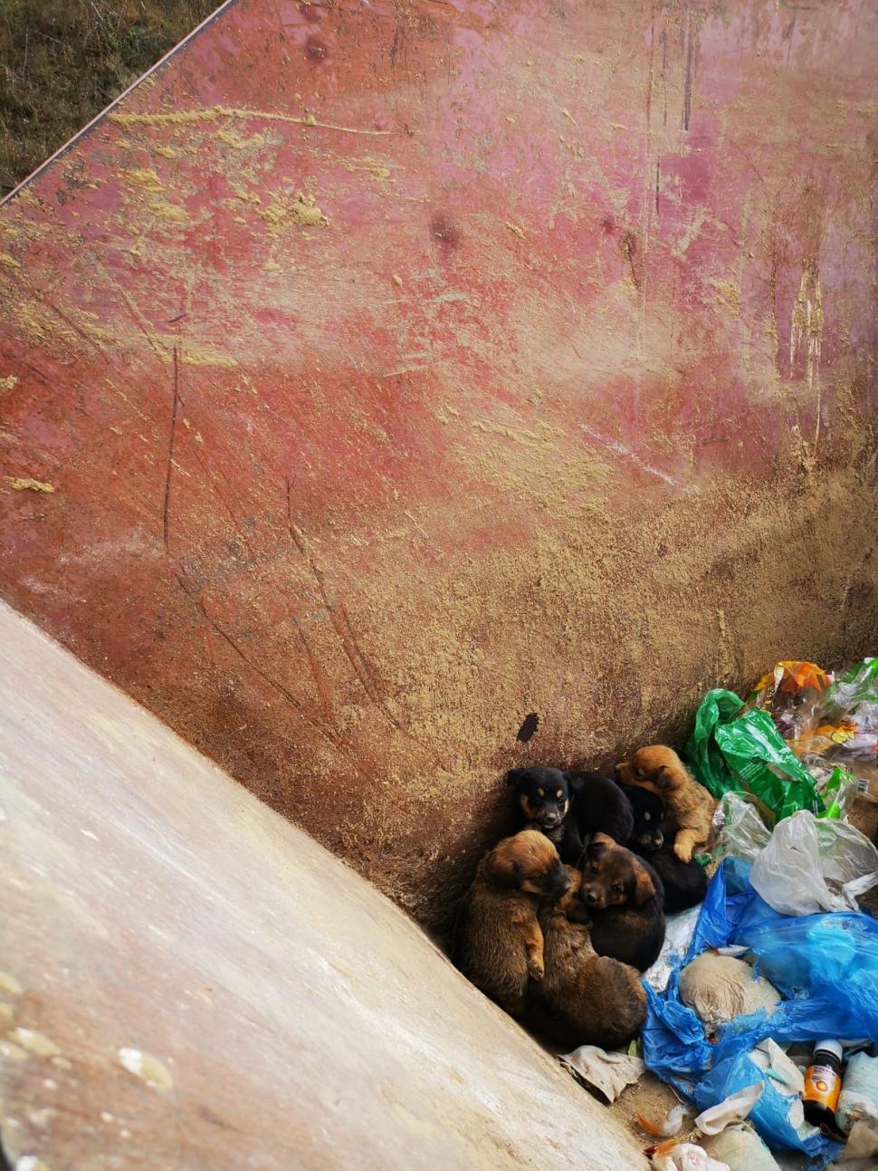 Gestul înduioșător al unui om sărman: Domnul Dănuț a salvat opt cățeluși aruncați la o ghenă de gunoi din Galați | "Trăiește într-o casă modestă"  863326