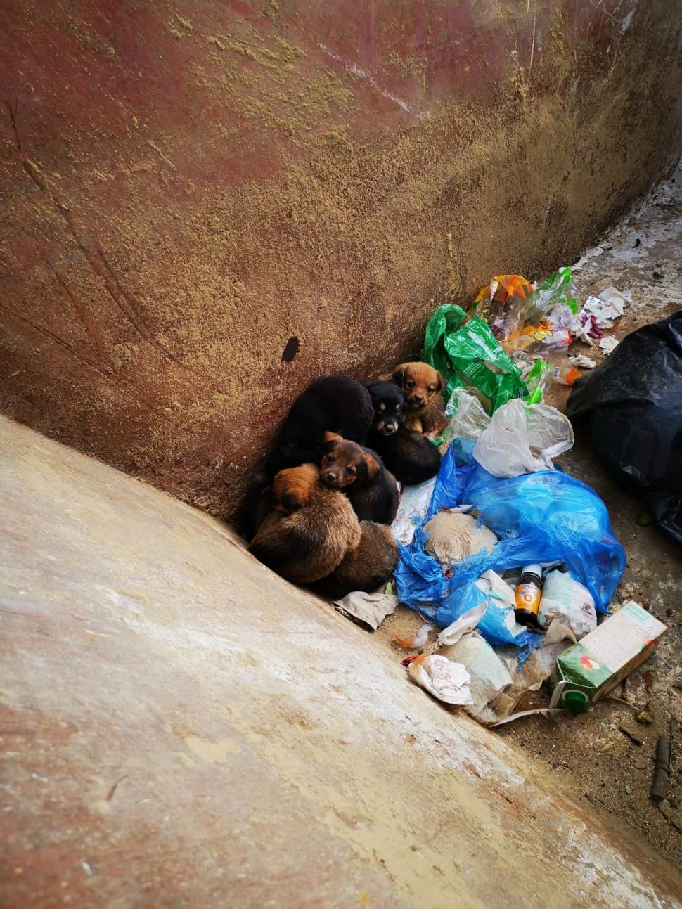 Gestul înduioșător al unui om sărman: Domnul Dănuț a salvat opt cățeluși aruncați la o ghenă de gunoi din Galați | "Trăiește într-o casă modestă"  863328